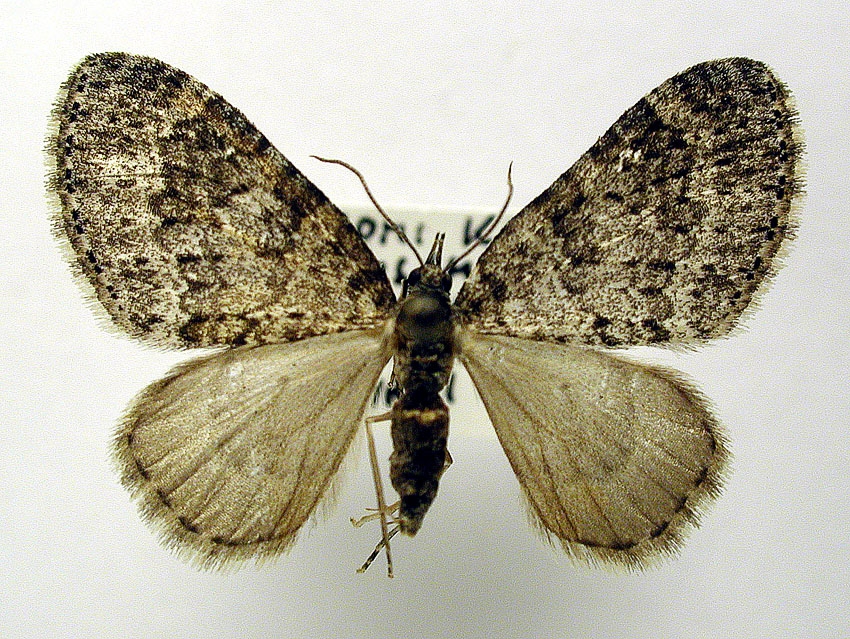 File:Acasis appensata.jpg
