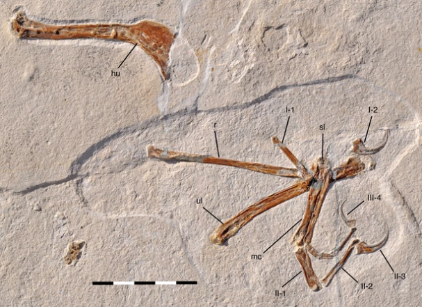 File:Alcmonavis holotype.png
