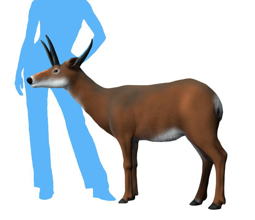 File:Cranioceras unicornis life restoration.jpg