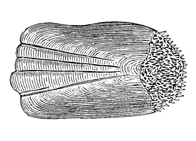 File:Study of Fishes-Fig 13.png
