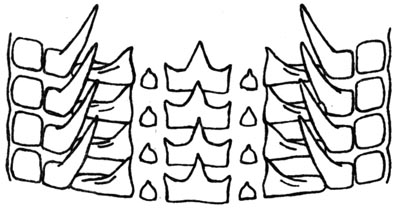 File:Tremoctopus violaceus radular teeth.jpg