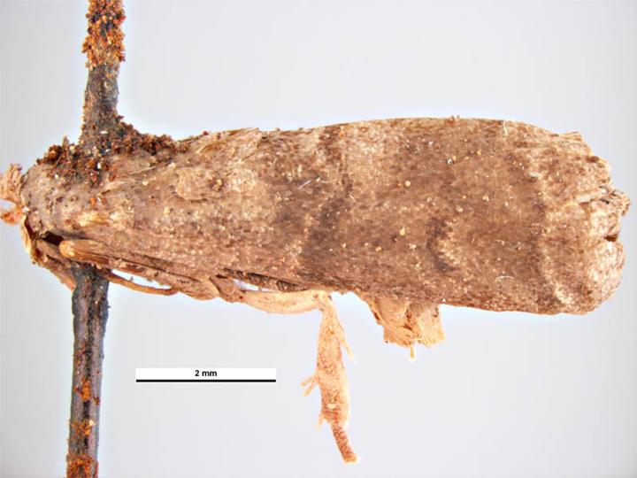 File:Acrobasys pyrivorella1.jpg