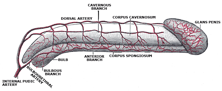 File:Gray1158.png