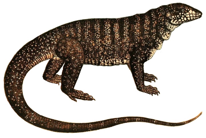 File:Bilder-Atlas zur wissenschaftlich-populären Naturgeschichte der Wirbelthiere (Tupinambis teguixin).jpg