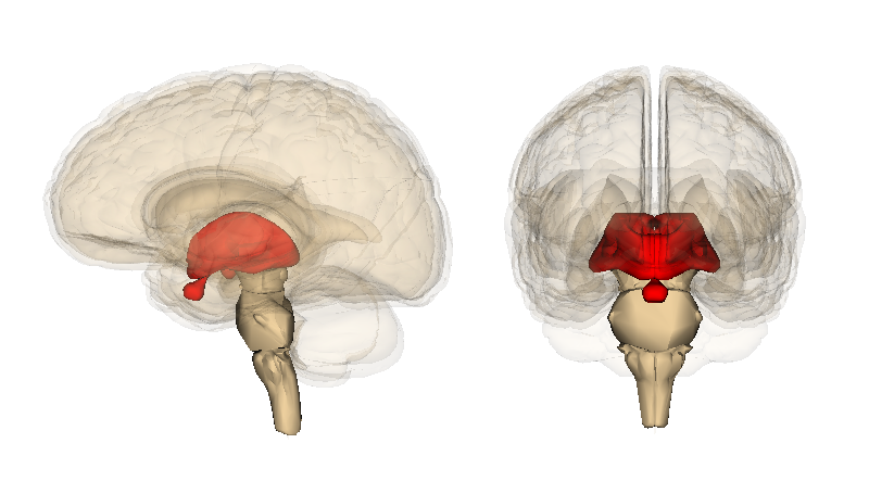 File:Diencephalon.png