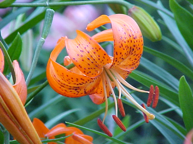 File:Lilium davidii 3.jpg