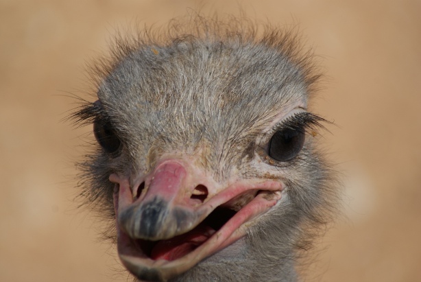 File:Al Ain Zoo Ostrich 3.JPG