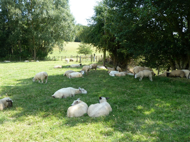 File:Sheep in the shade - geograph.org.uk - 4109143.jpg