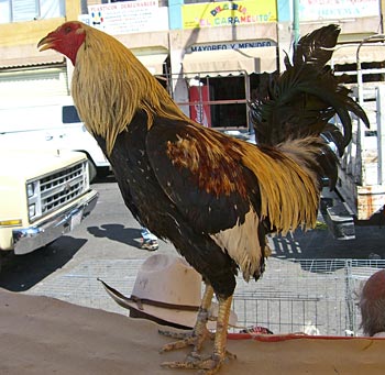 File:Cockfighter.jpg