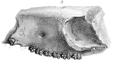 File:Hyracotherium leporinum.jpg