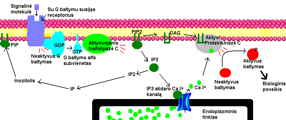 File:IP3 veikimas.png