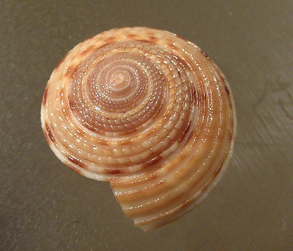 File:Architectonica consobrina 003.jpg