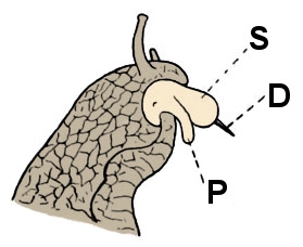 File:Helix pomatia head mating.jpg