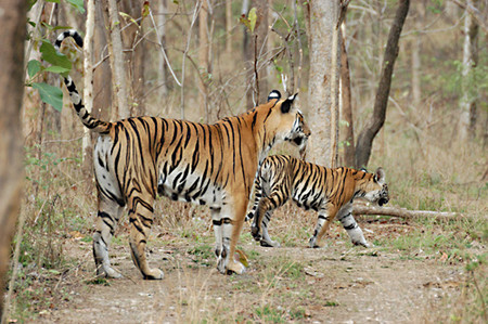 File:Achankmar Tiger.jpg