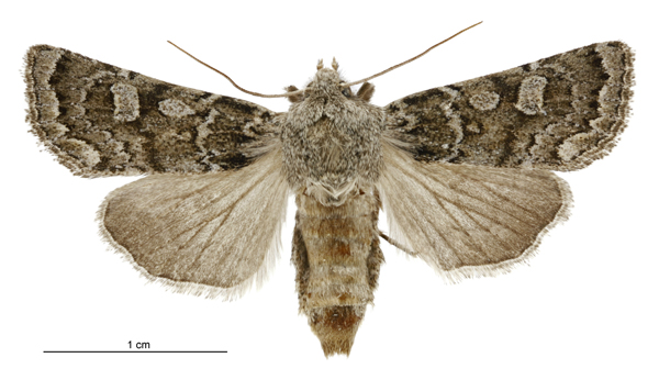 File:Aletia s.l. sistens female.jpg