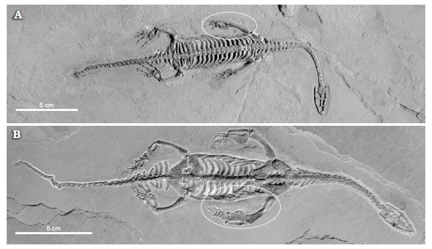 File:Keichousaurus hui sexual dimorphism.jpg
