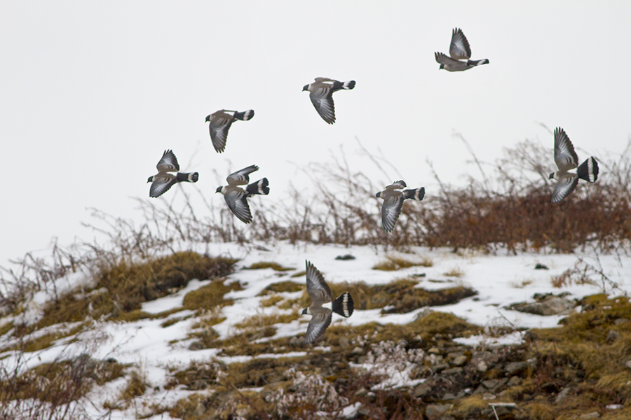 File:Snow Pigeon Flock Flying Pangolakha WLS Sikkim India 11.02.2016.jpg