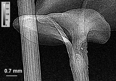 File:X-ray microscopy of canola plant.jpg