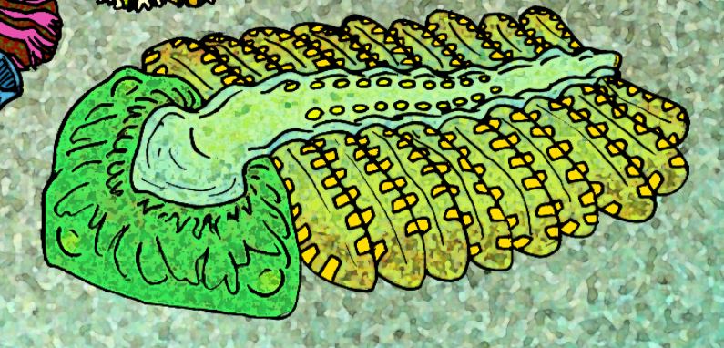File:Bomakellia kelleri e.JPG