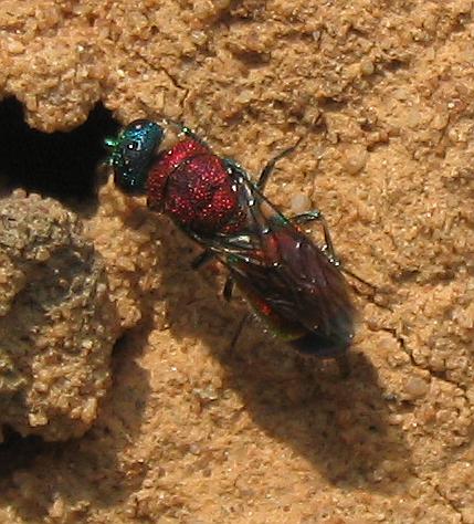 File:Chrysis viridula2.jpg