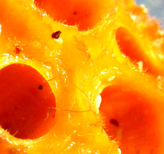 File:Cinachyrella alloclada (2).jpg