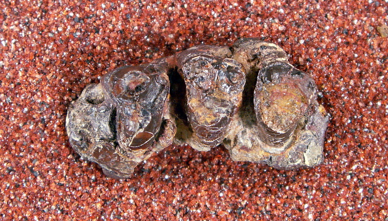 File:Conoryctella dragonensis.jpg
