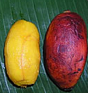 File:Karat bananas.jpg