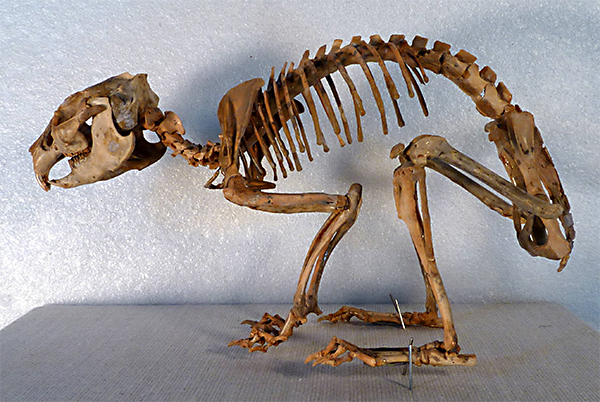 File:Prolagus skeleton SI.jpg