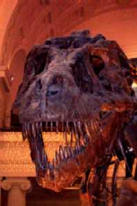 File:TRex9.JPG
