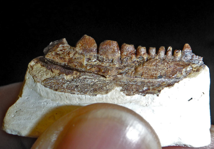 File:Anisodontosaurus greeri.jpg