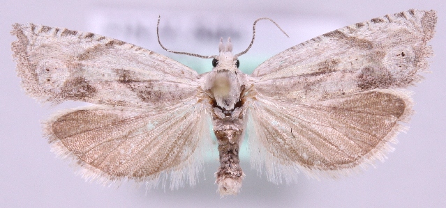 File:Eucosma metzneriana.jpg