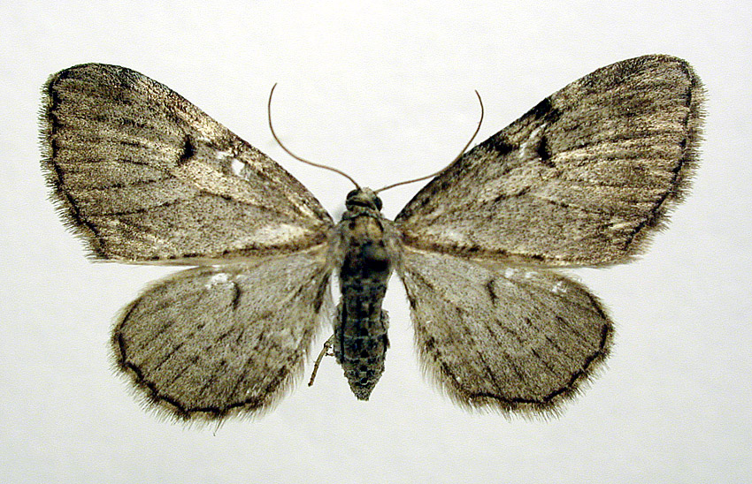 File:Eupithecia actaeata01.jpg