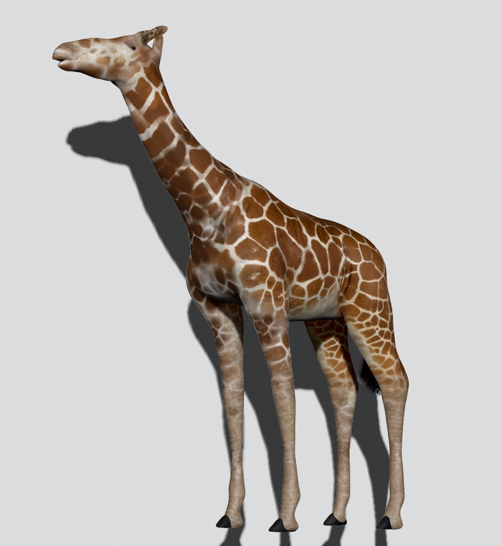 File:Giraffa jumae Model.jpg