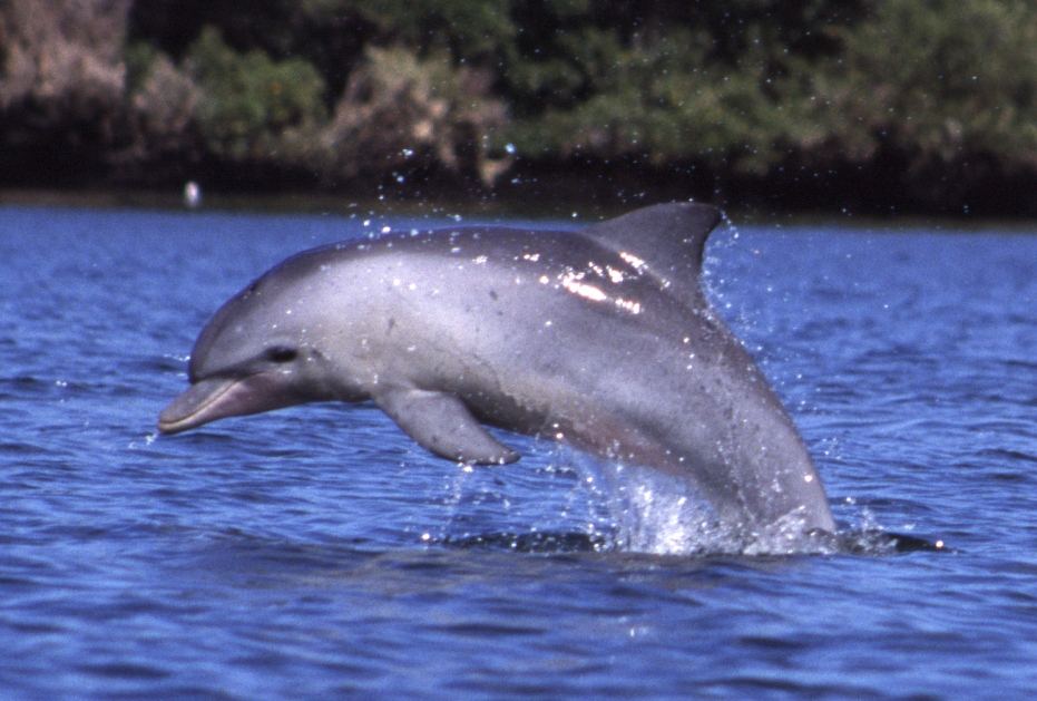 File:Tursiops aduncus, Port River, Adelaide, Australia - 2003.jpg