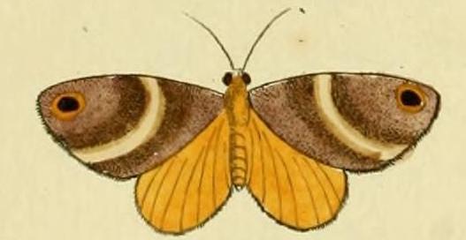 File:Cacyparis hylaria.JPG