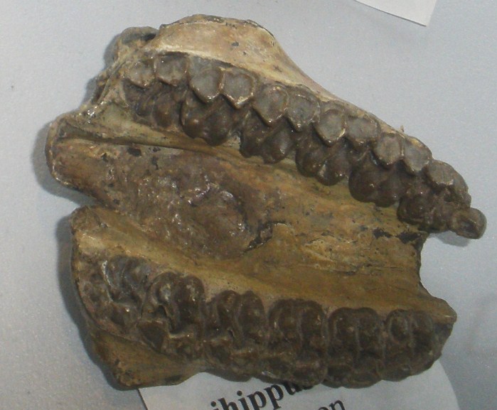 File:Epihippus sp.jpg