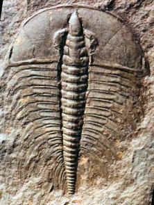File:NevadiaSp.jpg