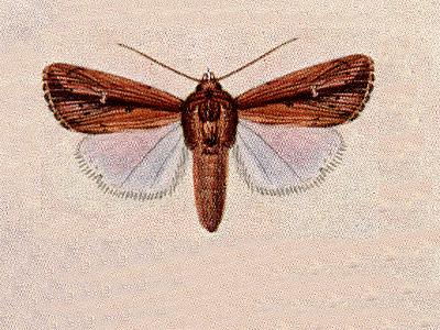 File:Leucania cinereicollis.JPG
