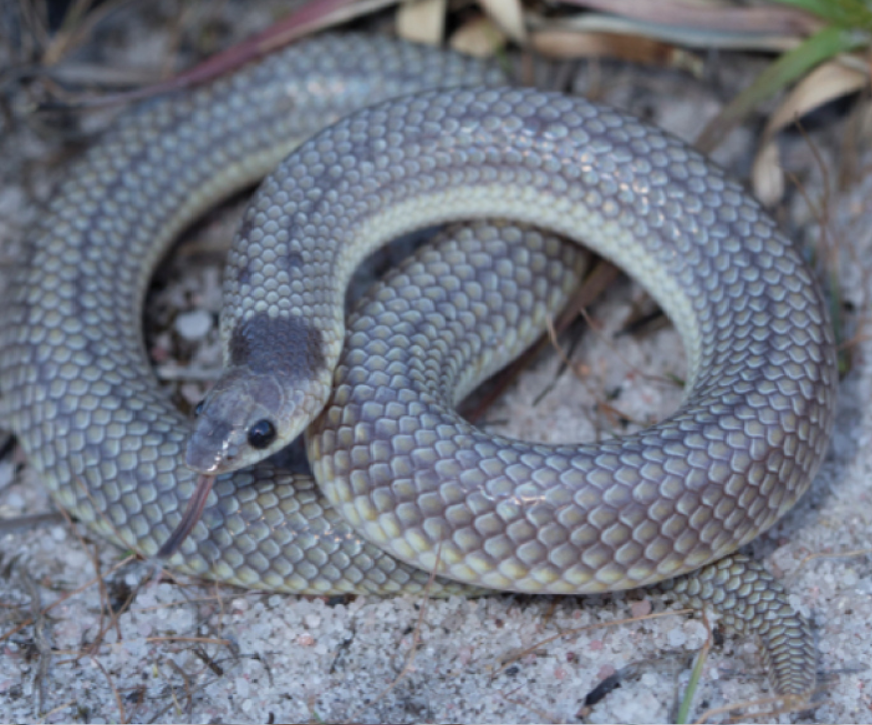 File:Prosymna angolensis 2.png