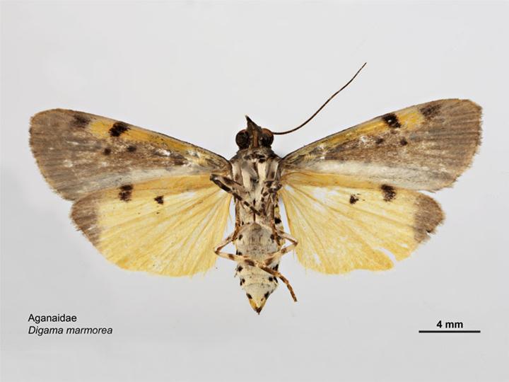 File:Digama marmorea ventral.jpg