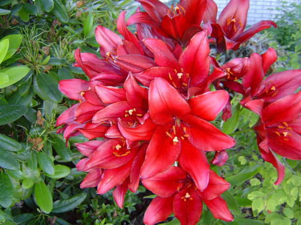 File:Lilium x Red Alert.jpg