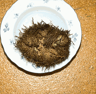 File:Rose of Jericho.gif