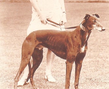 File:1929 Welsh Greyhound Derby winner Back Isle.jpg