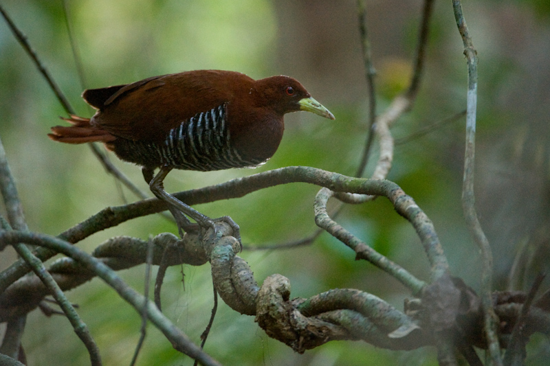 File:Andaman crake.jpg