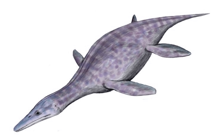 File:Peloneustes BW.jpg