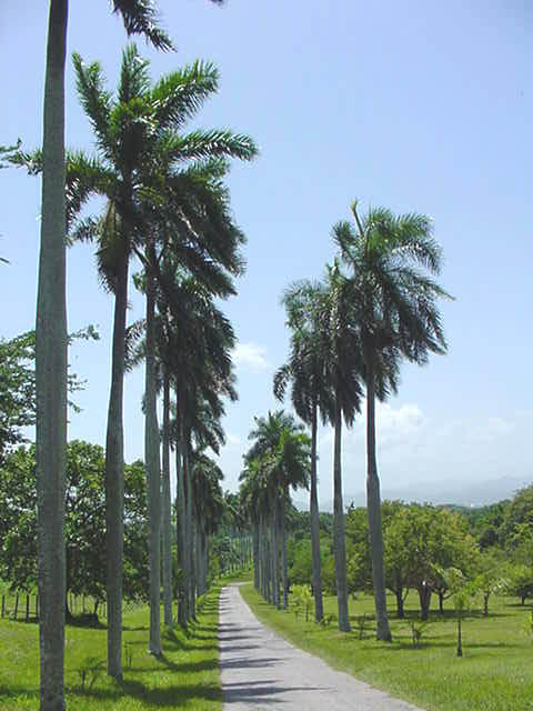 File:AVE PALMAS1.JPG