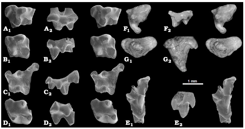 File:Holoclemensia.jpg