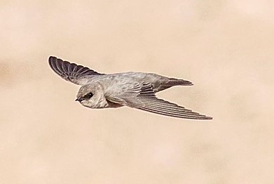 File:Pale crag martin.jpg