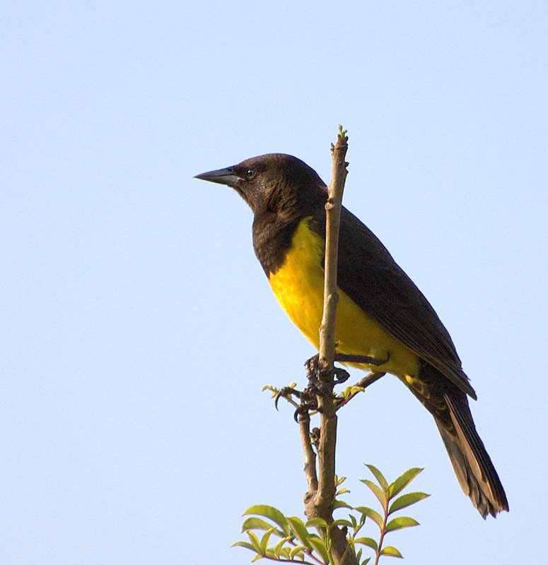 File:CHOPIM-DO-BREJO (Pseudoleistes guirahuro)2.jpg