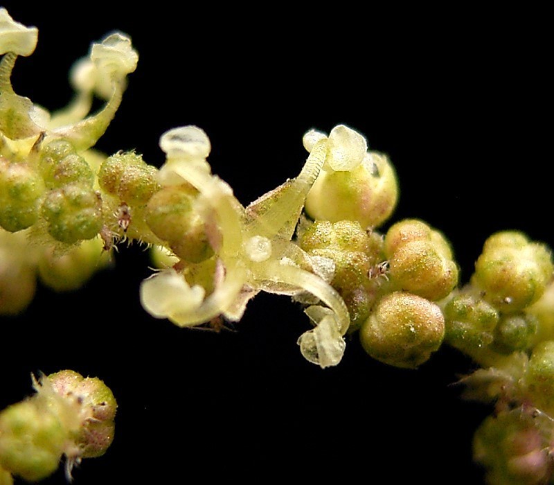 File:Urtica dioica19 ies.jpg